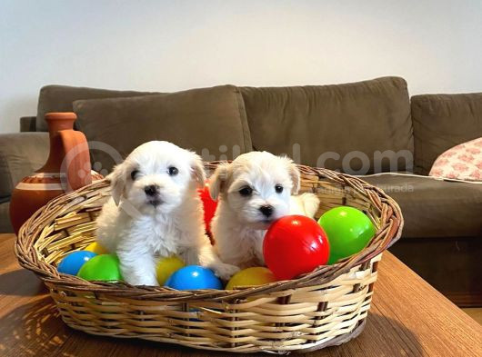 Ev Doğumu Maltese Bebegimiz görsel