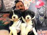 Blue Border Collie Ve Siyah Beyaz Border Collie