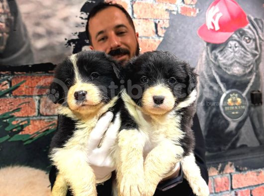 Blue Border Collie Ve Siyah Beyaz Border Collie görsel