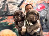Çikolata labrador retriever yavrularımız a kalite ırk