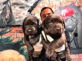Çikolata Labrador Retriever Yavrularımız A Kalite Irk