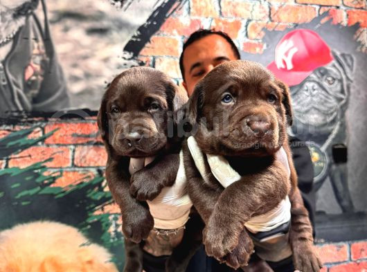 Çikolata Labrador Retriever Yavrularımız A Kalite Irk görsel