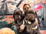 Çikolata Labrador Retriever Yavrularımız A Kalite Irk