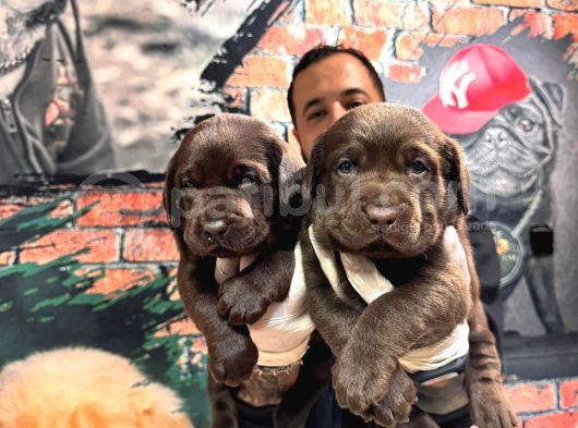 Çikolata Labrador Retriever Yavrularımız A Kalite Irk görsel