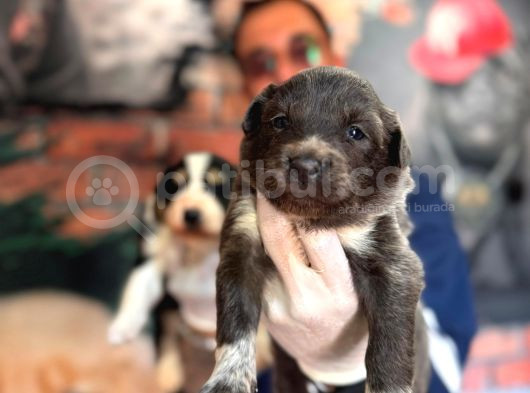 Blue Border Collie Ve Siyah Beyaz Border Collie görsel