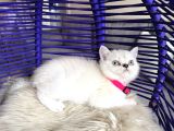 British Shorthair Silver Point