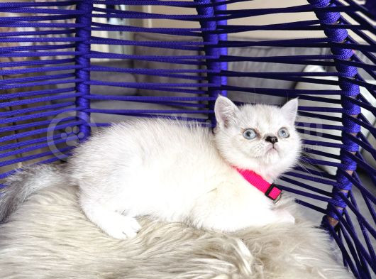 British Shorthair Silver Point görsel