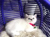 British Shorthair Silver Point