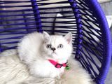 British Shorthair Silver Point