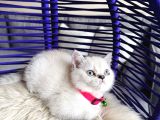 British Shorthair Silver Point
