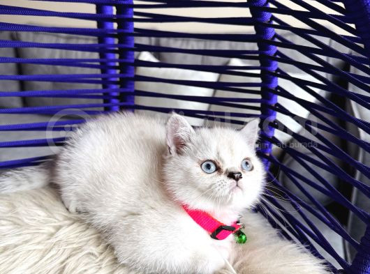 British Shorthair Silver Point görsel
