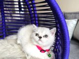 British Shorthair Silver Point