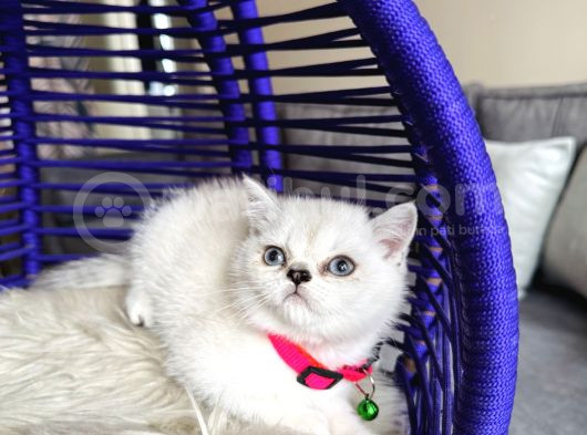 British Shorthair Silver Point görsel