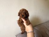 Dark Redbrown Kore Poodle Bebeklerim