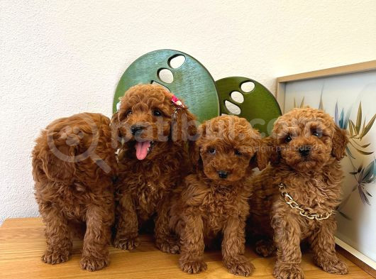 Safkan Toy Poodle Yavrular görsel