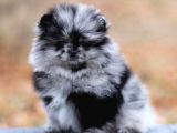 Teddy Bear Boo Yavrular Taksitle Heryere Gönderilir