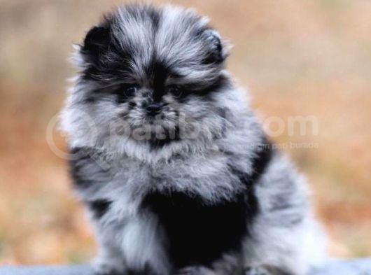 Teddy Bear Boo Yavrular Taksitle Heryere Gönderilir görsel