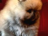 Teddy Bear Boo Yavrular Taksitle Heryere Gönderilir