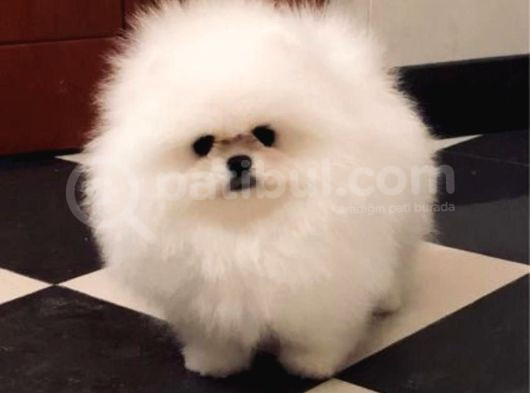 Garanti̇li̇ Pomerani̇an Boo Yavrular Her Yere Gönderi̇li̇r görsel