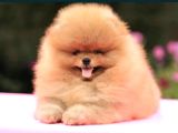 Garanti̇li̇ Pomerani̇an Boo Yavrular Her Yere Gönderi̇li̇r