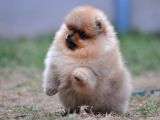 Teddy Bear Boo Yavrular Taksitle Heryere Gönderilir
