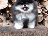 Teddy Bear Boo Yavrular Taksitle Heryere Gönderilir