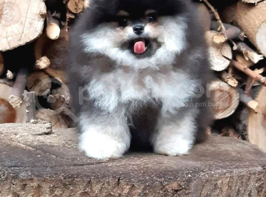 Teddy Bear Boo Yavrular Taksitle Heryere Gönderilir görsel