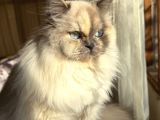 British Short Hair Blue Point Dişi