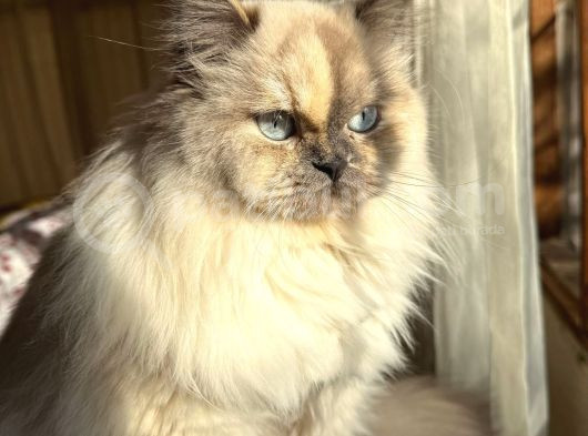 British Short Hair Blue Point Dişi görsel