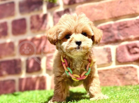 Tüy Dökme Yok Koku Yok Maltipoo Bebekler