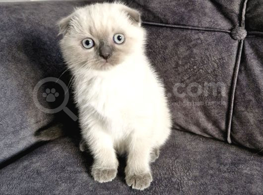 Güzel Yüzlü Bebek görsel