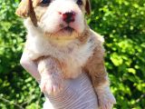 Maltipoo Bebeklerim