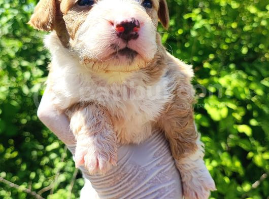 Maltipoo Bebeklerim görsel