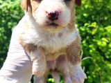 Maltipoo Bebeklerim