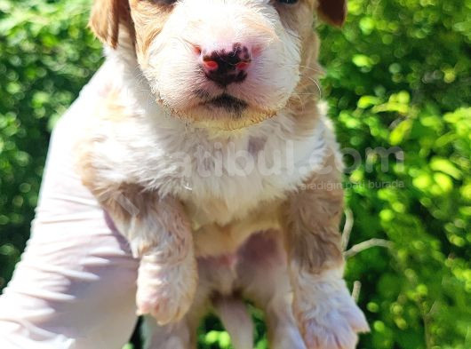 Maltipoo Bebeklerim görsel