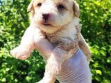 Maltipoo Bebeklerim