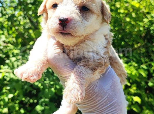 Maltipoo Bebeklerim görsel