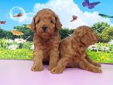 EN ÖZELİ EN GÜZELİ  YAVRULAR POODLE
