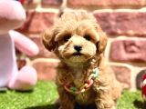 Tüy Dökme Yok Koku Yok Maltipoo Bebekler