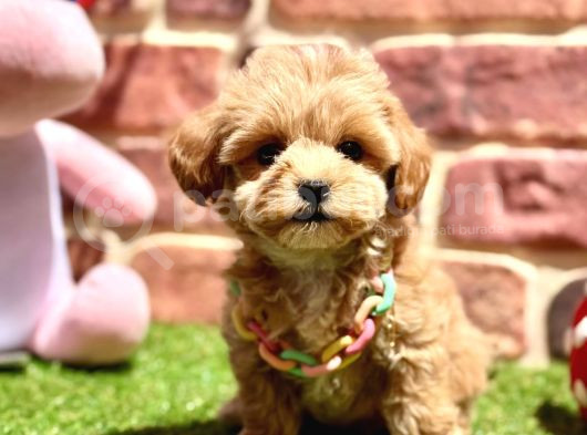 Tüy Dökme Yok Koku Yok Maltipoo Bebekler görsel