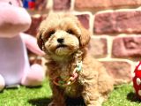 Tüy Dökme Yok Koku Yok Maltipoo Bebekler