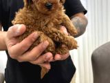 Toy Poodle Bebekler