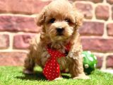 Oyuncu Ve Sosyal Maltipoo Bebekler