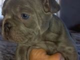 Üst Kali̇te French Bulldog Yavrular