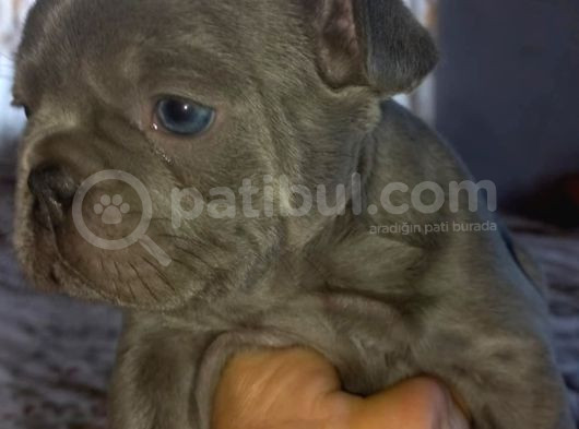 Üst Kali̇te French Bulldog Yavrular görsel