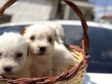 Maltese TerrierSIFIR Numara Sevgi ve Oyun Delisi
