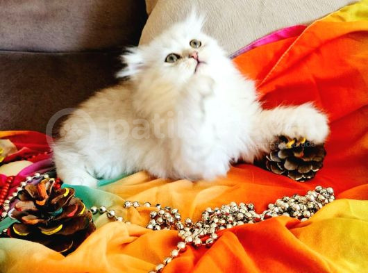 Muhteşem Kalitede Yavrularımız  Irk Ve Sağlık Garantili görsel