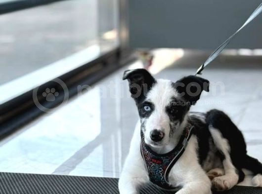 Blue Merle Istanbul İçi Ücret Sahipledirme görsel