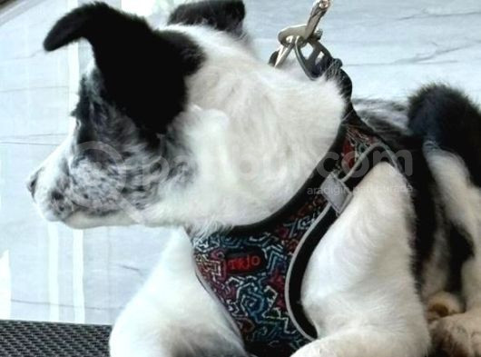 Blue Merle Istanbul İçi Ücret Sahipledirme görsel