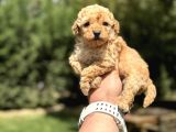Kapida Ödemeli̇ Malti̇po Yavrular